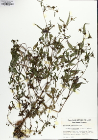 Bidens discoidea image