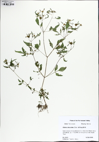 Bidens discoidea image