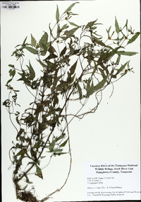 Bidens discoidea image