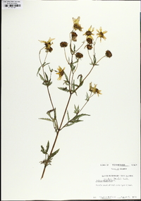 Bidens aristosa image