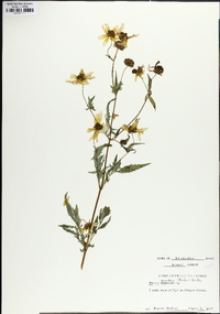 Bidens aristosa image