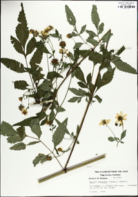 Bidens aristosa image