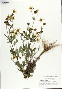 Bidens aristosa image