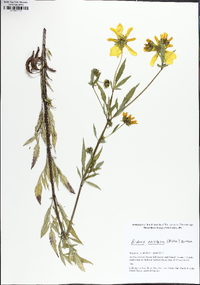 Bidens aristosa image