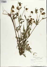 Bidens aristosa image