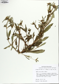 Bidens tripartita image