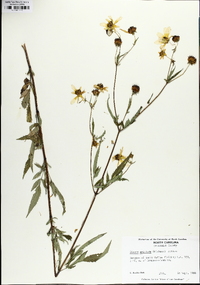 Bidens aristosa image