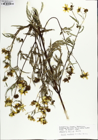 Bidens aristosa image