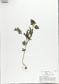 Bidens bipinnata image