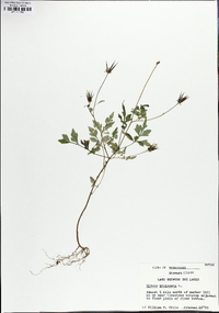 Bidens bipinnata image