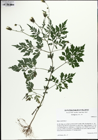 Bidens bipinnata image