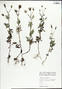 Bidens bipinnata image