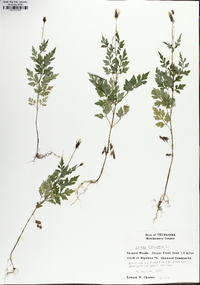 Bidens bipinnata image