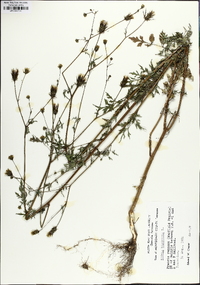 Bidens bipinnata image