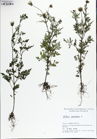 Bidens bipinnata image