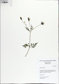 Bidens bipinnata image