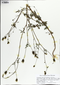 Bidens bipinnata image