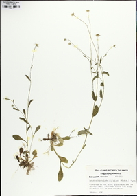 Astranthium integrifolium image