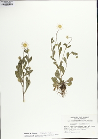 Astranthium integrifolium image