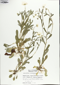 Astranthium integrifolium image