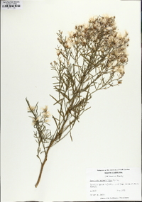 Baccharis angustifolia image