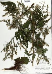 Symphyotrichum urophyllum image