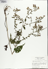 Symphyotrichum urophyllum image