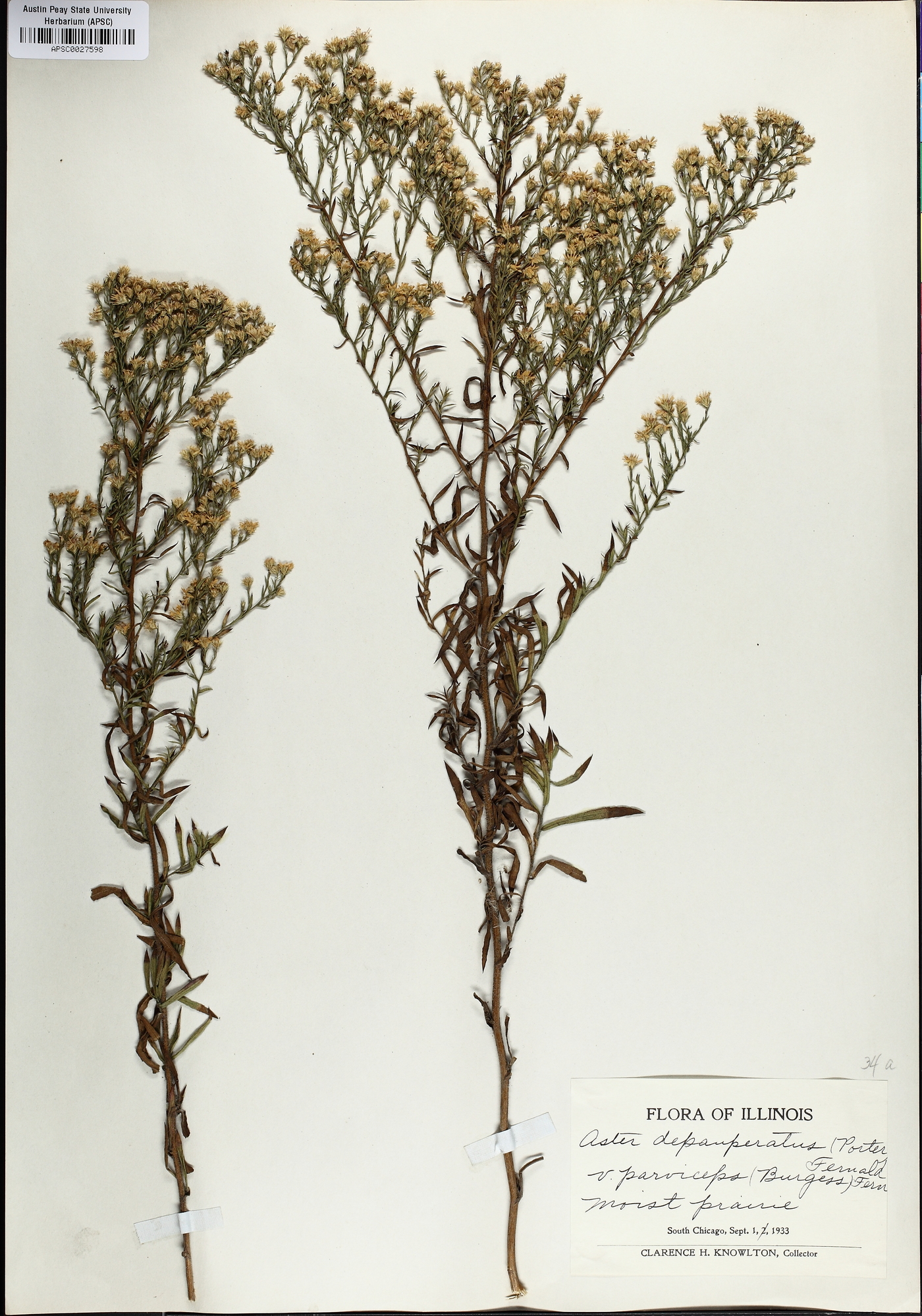 Symphyotrichum parviceps image