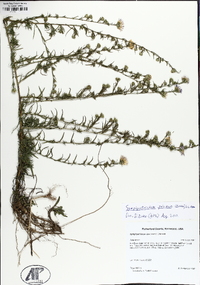 Symphyotrichum kentuckiense image