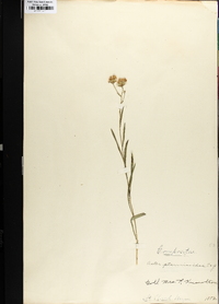 Solidago ptarmicoides image