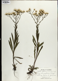 Solidago ptarmicoides image