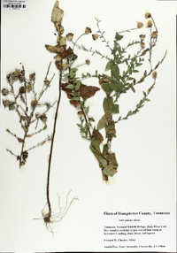 Symphyotrichum patens image