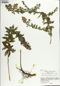 Symphyotrichum oblongifolium image