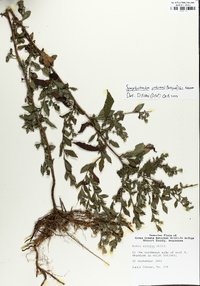 Symphyotrichum ontarionis image