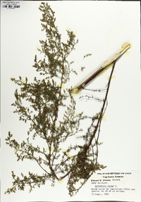 Artemisia annua image