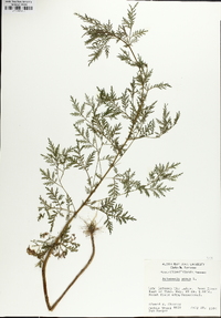 Artemisia annua image