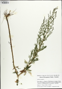 Artemisia annua image