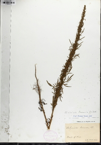 Artemisia biennis image