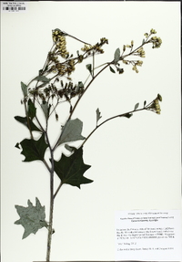 Arnoglossum atriplicifolium image