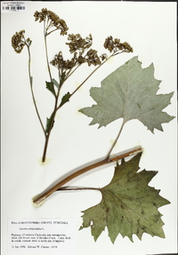 Arnoglossum atriplicifolium image