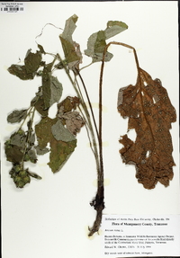 Arctium minus image