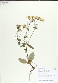 Arnica ovata image