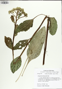 Arnoglossum plantagineum image