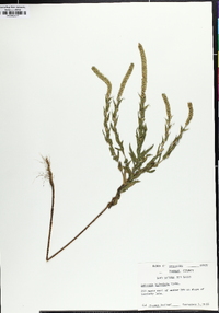 Ambrosia bidentata image