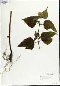 Ageratina roanensis image