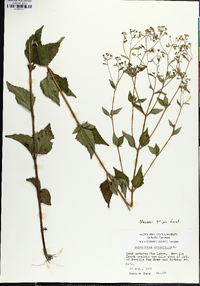 Ageratina aromatica image