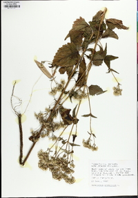 Ageratina aromatica image