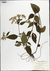 Ageratina aromatica image