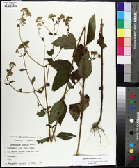 Ageratina aromatica image