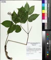 Aralia nudicaulis image